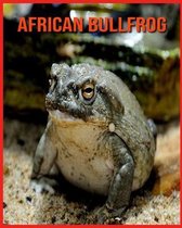 African Bullfrog