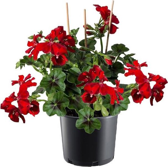 cilinder Licht BES 5 Rode Hang Geraniums Bloemen de hele zomer! Meerdere kleuren verkrijgbaar!  | bol.com