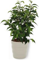 Kamerplant Ficus Natasja - ± 25cm hoog – 12 cm diameter - in grijze pot