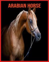 Arabian Horse