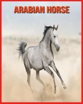 Arabian Horse