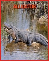 Alligator