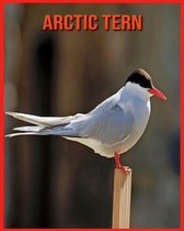 Arctic Tern