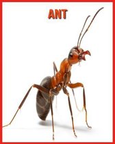 Ant