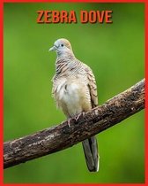 Zebra Dove