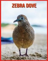 Zebra Dove