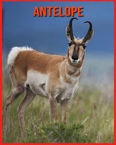 Antelope