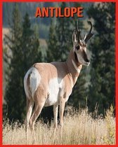 Antilope