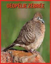 Geopelie Zebree