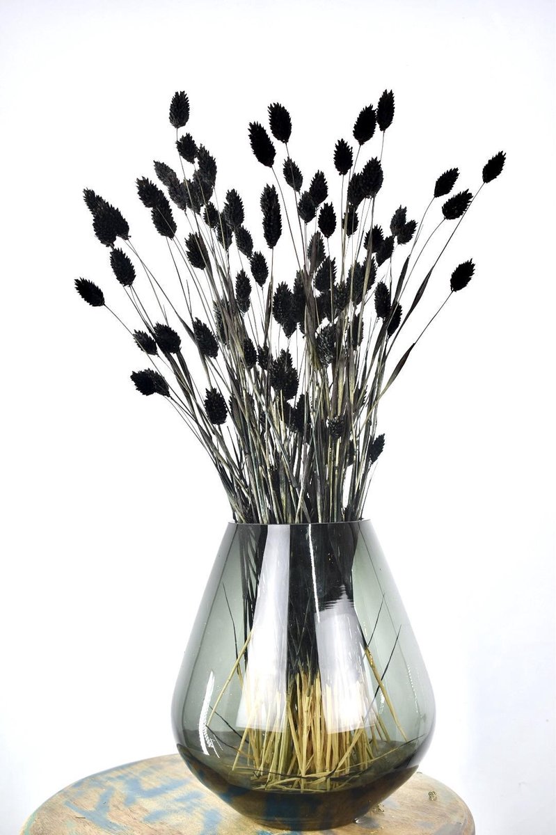 Droogbloemen Phalaris Zwart Kanariegras 60 cm Natuurlijk Bloemen