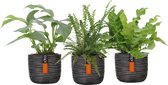 3x Badkamerplanten - Monstera | Nephrolepis | Asplenium - Mix incl. sierpotten - ↑ 20-30cm - Pot Capi Rib Ø 14cm