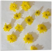 Forex - Gele Geplukte Bloemen op Witte Achtergrond - 50x50cm Foto op Forex