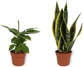 Set van 2 Kamerplanten - Sansevieria Superba &  Musa Tropicana - ±  30cm hoog - 12cm diameter
