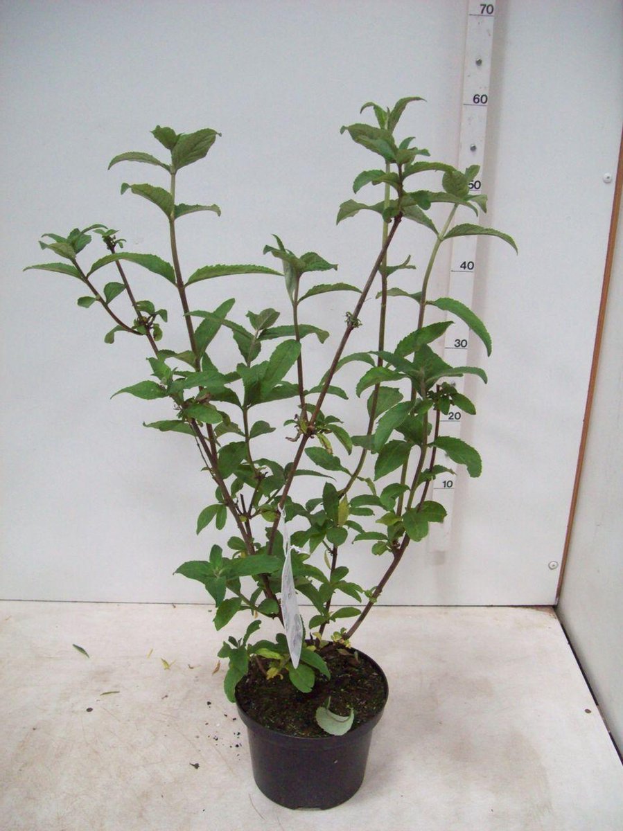Plants Online - Haagplanten - Heesters - Vlinderstruik ‘White Profusion’ - Pot 60-80 cm - set van 10 - Bladverliezend - Bloeiende plant - Geurend - Informele haag - Insectenlokkend