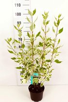 10 stuks | Bonte Kornoelje Pot 40-60 cm - Bladverliezend - Bloeiende plant - Groeit breed uit - Informele haag