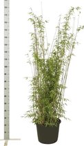 10 stuks | Fargesia jiuzhaigou Pot 125-150 cm - Groeit breed uit - Prachtige herfstkleur - Snelle groeier - Zeer winterhard