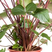 Homalomena Rubescens Maggy 80 cm