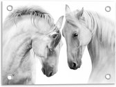 Tuinposter – Witte Paardenhoofden - 40x30cm Foto op Tuinposter  (wanddecoratie voor buiten en binnen)