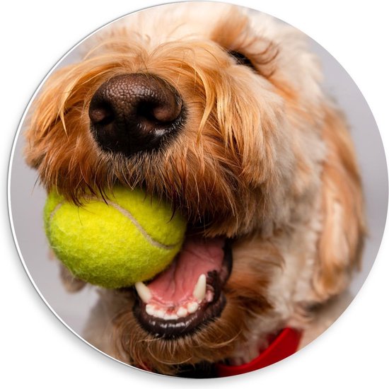 Forex Wandcirkel - Blonde Labradoodle Hond met Tennisballetje - 30x30cm Foto op Wandcirkel (met ophangsysteem)