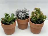 Vetplanten mix - 5.5cm Potten- 6-12cm hoog- Succulenten- (20 Stuks)