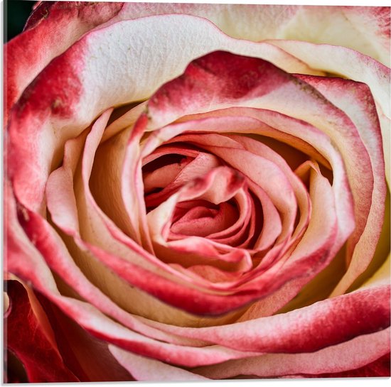 Acrylglas - Close Up van Wit met Rode Roos - 50x50cm Foto op Acrylglas (Met Ophangsysteem)