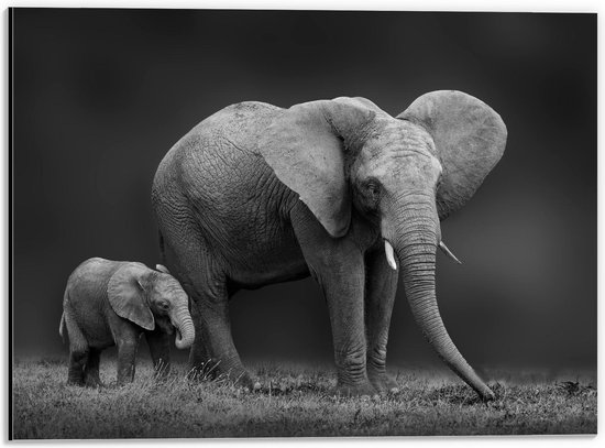 Dibond - Kleine Olifant bij Moeder - 40x30cm Foto op Aluminium (Wanddecoratie van metaal)