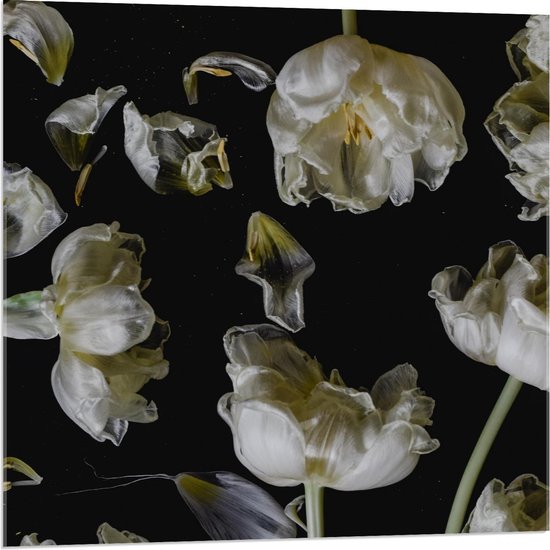 Acrylglas - Meerdere Witte Bloemen op Zwarte Achtergrond - 80x80cm Foto op Acrylglas (Met Ophangsysteem)