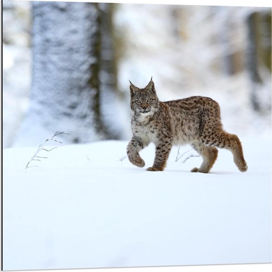 Dibond - Rode Lynx in de Witte Sneeuw - 80x80cm Foto op Aluminium (Met Ophangsysteem)