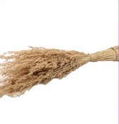 Droogbloemen Schoof Alpha Gras Naturel 120CM