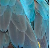 Schilderij Blue Feathers, 74 x 74  cm