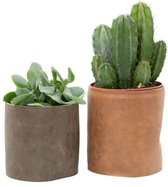 Ikhebeencactus | Set 4 stuks | Cactus en vetplanten mix in Happy Mexicana sierpot|  10-14 cm