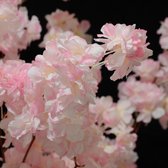 Roze Japanse bloesemboom – Bloesem – 1,20 Meter – Roze Kleur