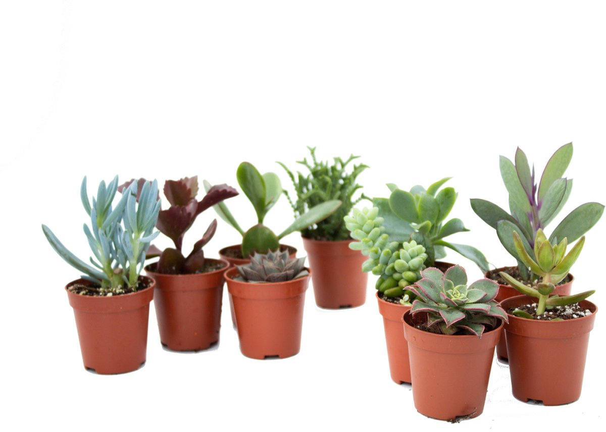 Ikhebeencactus | Super deal | 10x prachtige vetplant mix | Makkelijke kamerplanten | Ideaal als cadeau | Of trendy in je eigen huis | 5,5 cm kweekpot