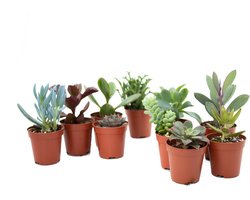 Ikhebeencactus | Super deal | 10x prachtige vetplant mix | Makkelijke kamerplanten | Ideaal als cadeau | Of trendy in je eigen huis | 5,5 cm kweekpot