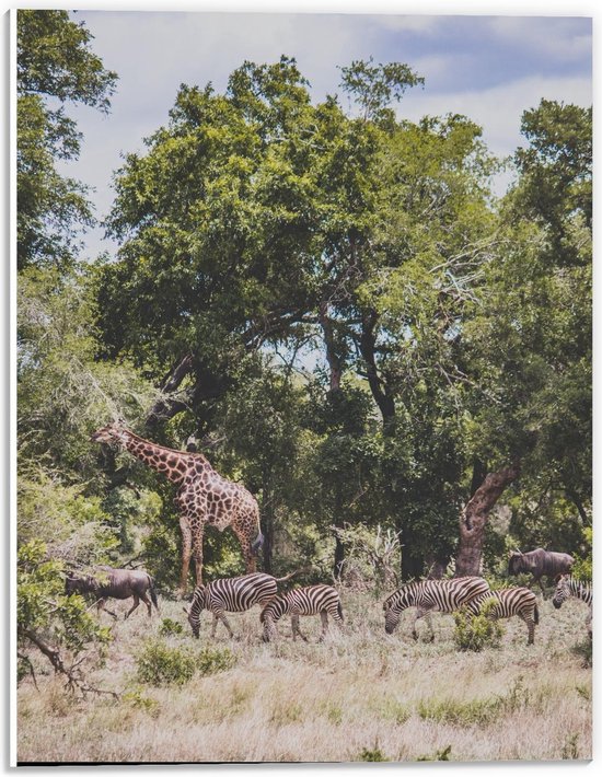 Forex - Giraffen en Zebra's in de Natuur - 30x40cm Foto op Forex