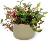 Kamerplant Tradescantia Quadricolor - ↕ ± 20cm - Ø 12cm - in groene sierpot