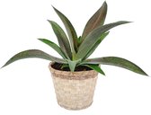 Hellogreen Kamerplant - Mangave - 15 cm - Bamboe sierpot