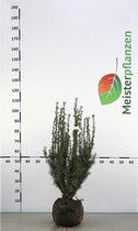 Venijnboom Taxus media Hicksii 50-60 cm, 10x Haagplant