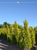 Westerse Levensboom Thuja Yellow Ribbon 100-120 cm, 30x Haagplant