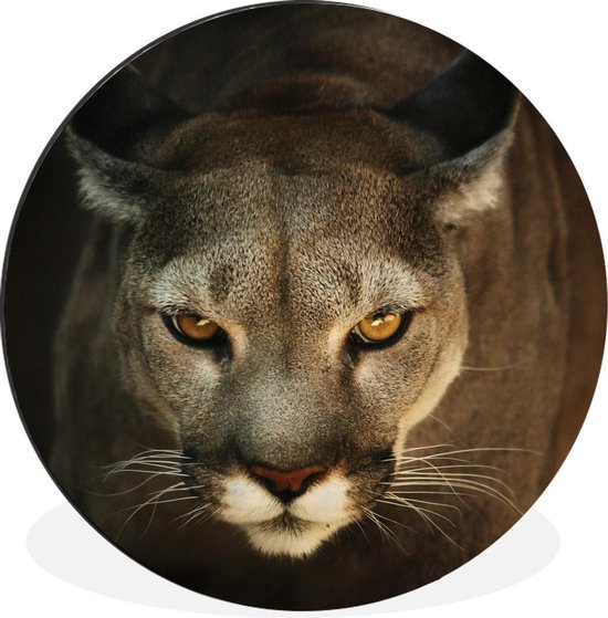 Un Puma en position de chasse aux yeux jaunes. Cercle mural en aluminium ⌀  140 cm | bol.com