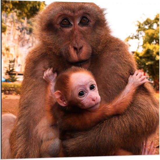 Dibond - Baby Aap in de Armen van Moeder - 80x80cm Foto op Aluminium (Wanddecoratie van metaal)