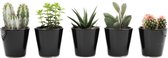 Ikhebeencactus | set van 5 stuks | Cactus en vetplanten mix in taupe sierpot |  10-14 cm