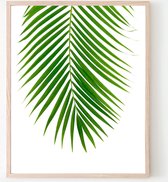 Poster Palmboom blad Midden - Tropisch Blad - Planten Poster - Muurdecoratie - 50x40cm - PosterCity