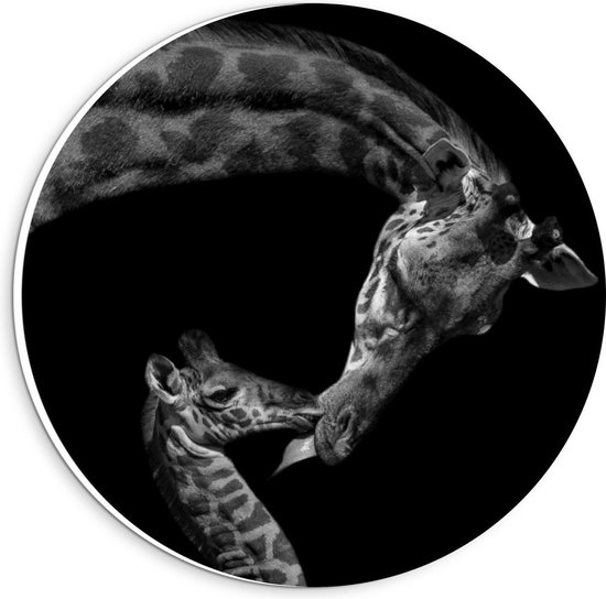 Forex Wandcirkel - Giraffe Kussend met Jong (zwart/wit) - 20x20cm Foto op Wandcirkel (met ophangsysteem)