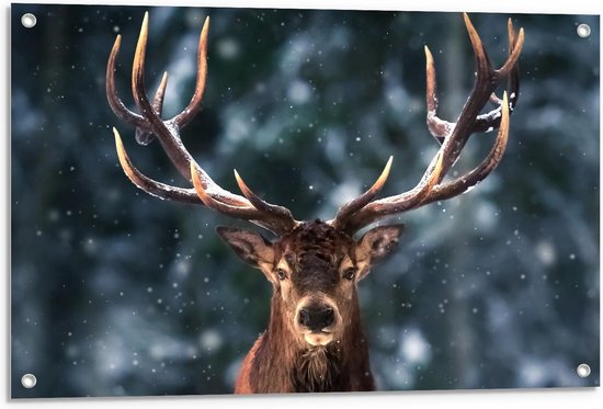 Tuinposter – Aankijkend Hert voor Bomen met Sneeuwvlokjes - 90x60cm Foto op Tuinposter  (wanddecoratie voor buiten en binnen)