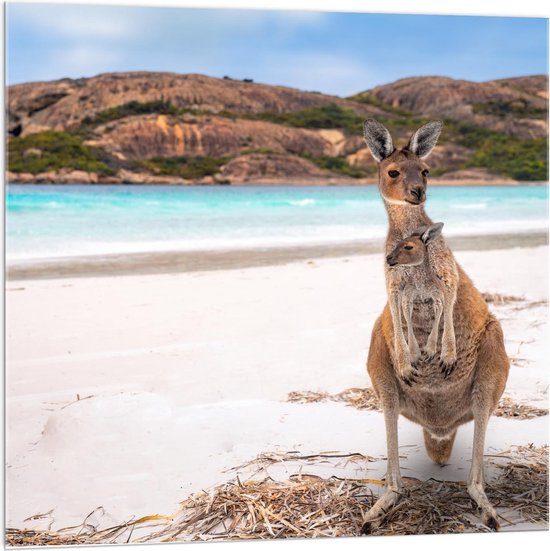 Acrylglas - Kangaroo met Jong op Strand - 100x100cm Foto op Acrylglas (Met Ophangsysteem)