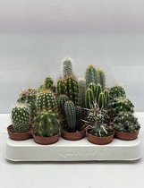 Cactus- Cactus mix 20 verschillende soorten- 5.5cmØ- ± 6-10cm hoog