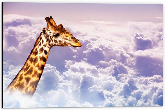 Dibond - Giraffe met Hoofd in de Wolken - 60x40cm Foto op Aluminium (Met Ophangsysteem)