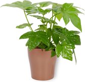 Kamerplant Fatsia Japonica – Vingerplant - ± 25cm hoog – 12 cm diameter - in koperkleurige pot