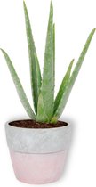 Kamerplant Aloë Vera - ↕ ± 30cm - Ø  12cm - in betonnen roze pot